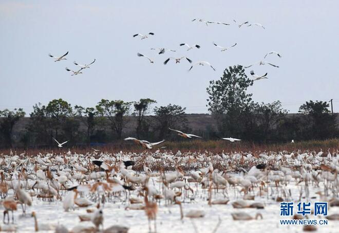 Habitat Burung Hijrah di Tasik Poyang