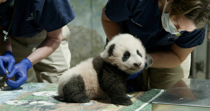 अमेरिका में जन्मी पांडा को मिला“छोटा चमत्कार”नाम