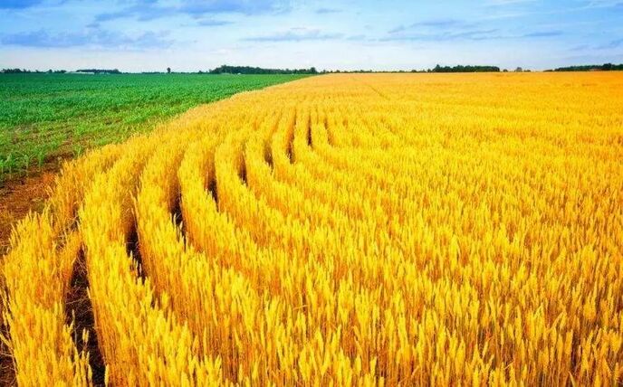 चीनी कृषि विज्ञान अकादमी ने खाद्य फसलों की प्रमुख नयी किस्मों के विकास में नई प्रगति हासिल की_fororder_bi-1
