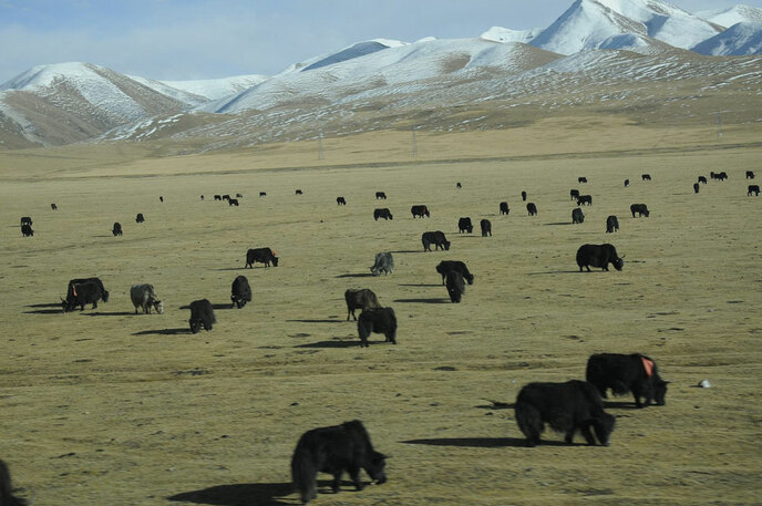 तिब्बत में जैव विविधता संरक्षण में फलदायी उपलब्धियां प्राप्त_fororder_11
