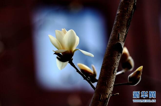 Bunga Magnolia Serlah Keindahan Shanghai_fororder_1127122172_16139091850911n
