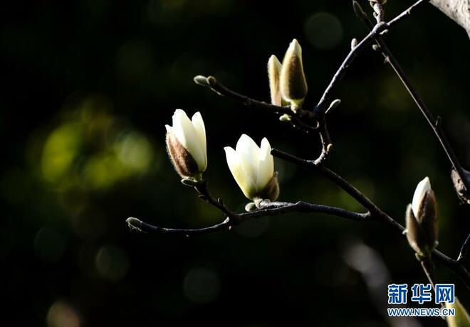 Bunga Magnolia Serlah Keindahan Shanghai_fororder_1127122172_16139090273851n