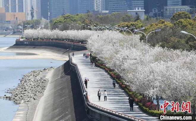 Keindahan Sakura Hiasi Sungai Qiantang_fororder_qt1.JPG