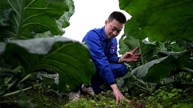 छोंगछिंग में युवा किसान ली ह्वा की कहानी