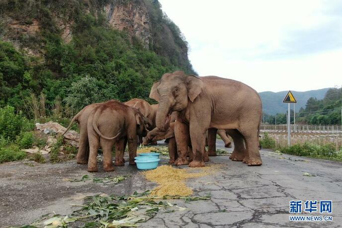 युन्नान में प्रवास कर रहे जंगली हाथी_fororder_无人机大象6