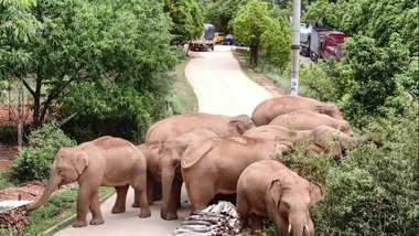 युन्नान में प्रवास कर रहे जंगली हाथी