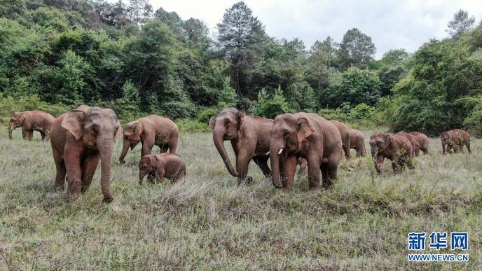 युन्नान में प्रवास कर रहे जंगली हाथी_fororder_无人机大象2
