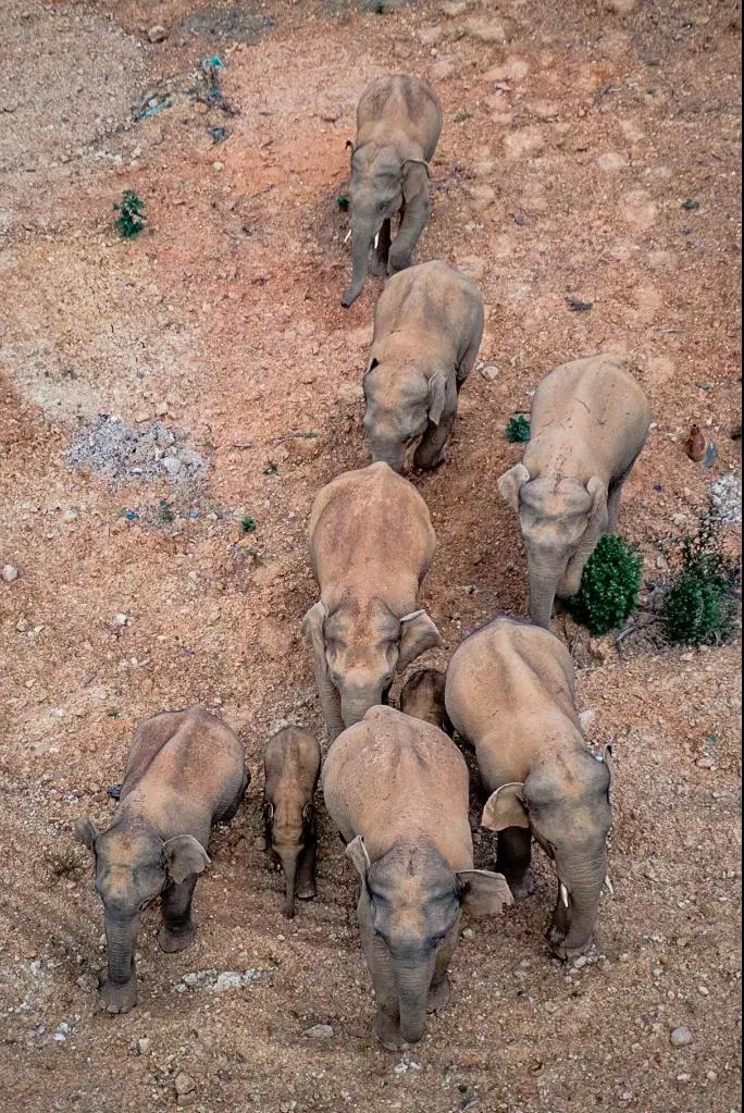 युन्नान में प्रवास कर रहे जंगली हाथी_fororder_大象0