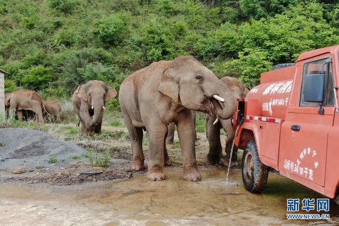 युन्नान में प्रवास कर रहे जंगली हाथी_fororder_无人机大象5