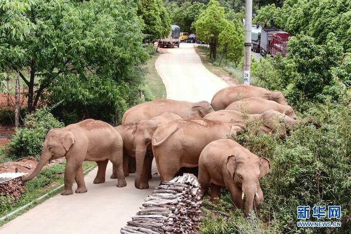 युन्नान में प्रवास कर रहे जंगली हाथी_fororder_无人机大象