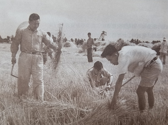 图片默认标题_fororder_1960年6月，习仲勋带领中央国家机关干部到北京郊区红星人民公社和社员一起收割小麦。