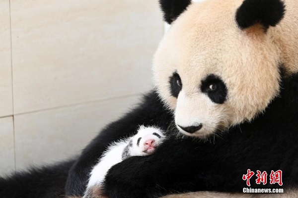 Kebarangkalian Kematian Bayi Panda Gergasi Sifar_fororder_223