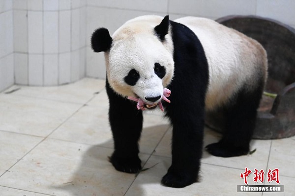 Kebarangkalian Kematian Bayi Panda Gergasi Sifar_fororder_221