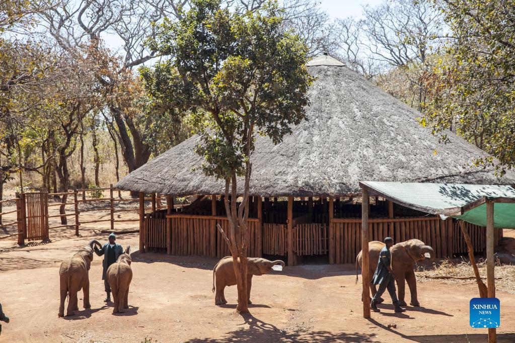 بچه فیل ها در یتیم خانه زامبیا پناهگاهی پیدا کردند_fororder_14-3