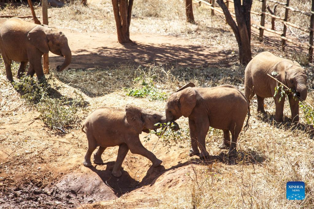 بچه فیل ها در یتیم خانه زامبیا پناهگاهی پیدا کردند_fororder_14-1