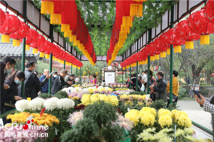 चीन के खैफ़ंग में 32 लाख बर्तन गुलदाउदी फूल खिले_fororder_6
