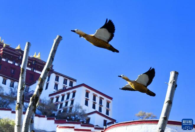 Burung Hijrah ke Tibet_fororder_1128074049_16371507432961n