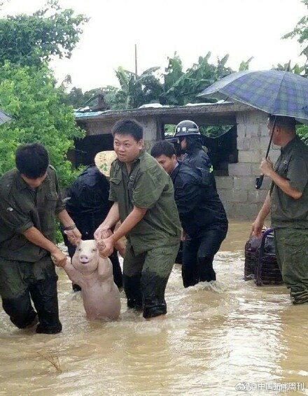 The photo shows a smiling pig being saved from flooding in south China's Guangxi Zhuang Autonomous Region. [Photo: Weibo.com]