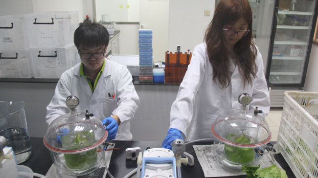 Researchers of Wang Yueju’s company run experiments on lettuce. [Photo: China Plus]
