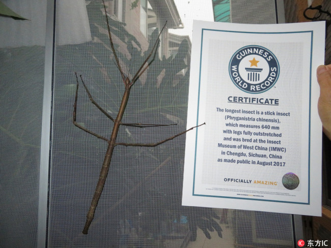 The photo, taken on September 16, 2017, shows the world's longest insect and its certificate of the Guinness World Record. [Photo: IC] 