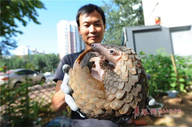 一穿山甲被解救 A one-meter-long pangolin was rescued in Shandong