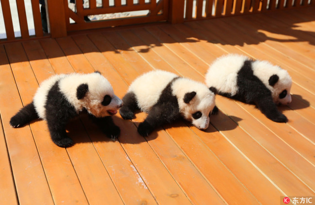 A naming campaign is launched in Northwest China's Shaanxi Province on Thursday, asking fans to name its three newest panda cubs. [Photo: VCG] 