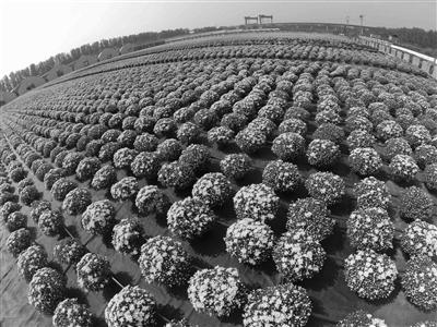 Over 100,000 chrysanthemums in Beijing's Shunyi District are ready to be used as national holiday decorations [Photo: Beijing Youth Daily]