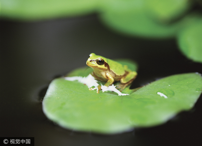 Hainan authorities call for humans to live in harmony with animals, in response to a noisy frog complaint, has gone viral. [File photo: VCG]