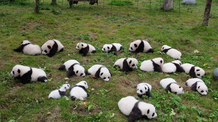 36 Baby Pandas Debut At Sw China Breeding Bases China Plus