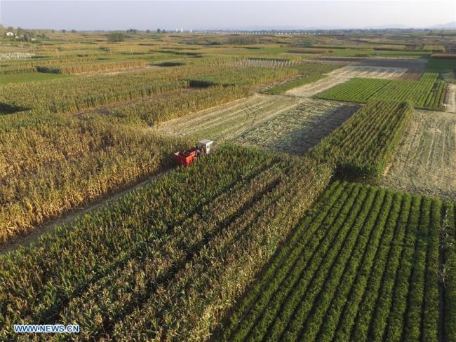 Farmers harvest corn in Pingyi County of Linyi, east China's Shandong Province, Sept. 28, 2017. China's Ministry of Agriculture estimated that the country's grain output will surpass 600 million tonnes in 2017, indicating another year of bumper harvest. [Photo: Xinhua/Wu Jiquan]