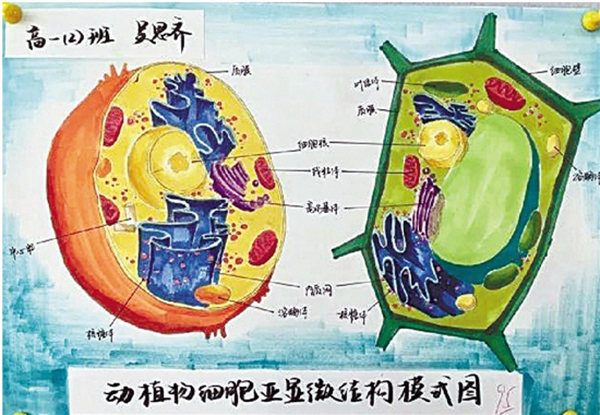 A cell structure painting created by a middle school student in Hangzhou [Photo: Qianjiang Evening News]