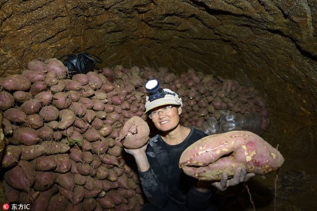 妇女屯地瓜卖高价 Woman put sweet potatoes in storage for a higher price