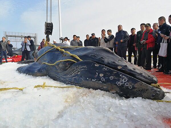 The humpback whale stranded three times on Qidong Beach in Jiangsu Province is confirmed dead on November 15, 2017. [Photo: thepaper.cn]