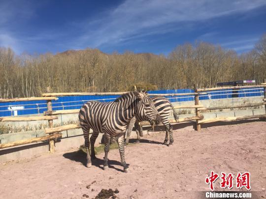 Zebras eat at Qushui Animal Reserve in Lhasa, Tibet Autonomous Region, on Thursday, November 16, 2017 [Photo: Chinanews.com]