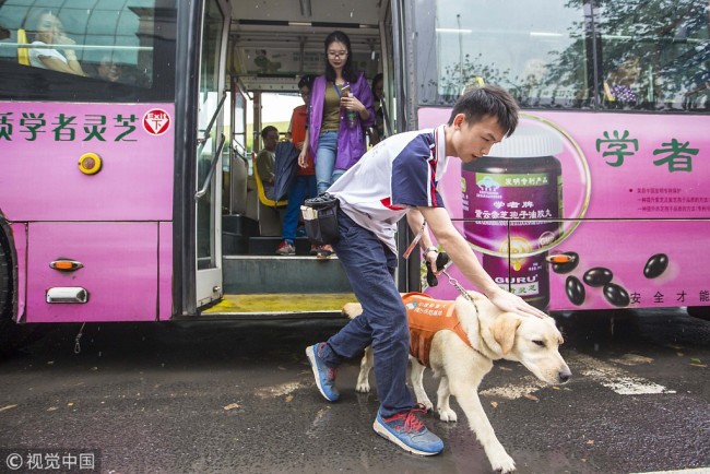 A dog under training to be a guide dog experiences taking a bus in Guangzhou, Guangdong Province, on April 21, 2017. [File photo: IC]