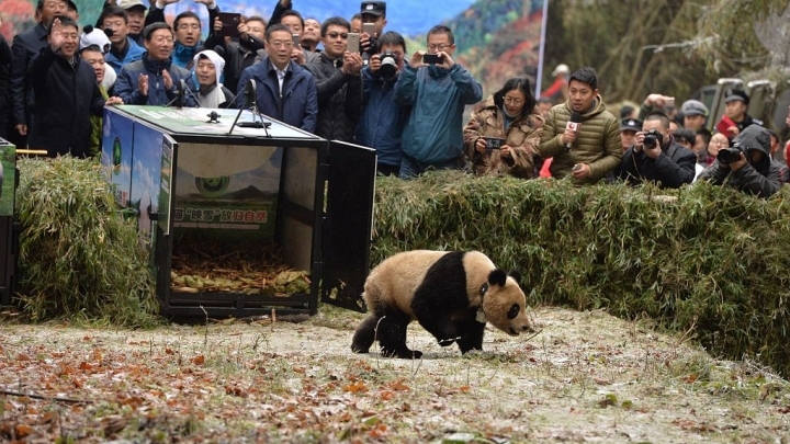 China releases panda pair into wild - China Plus