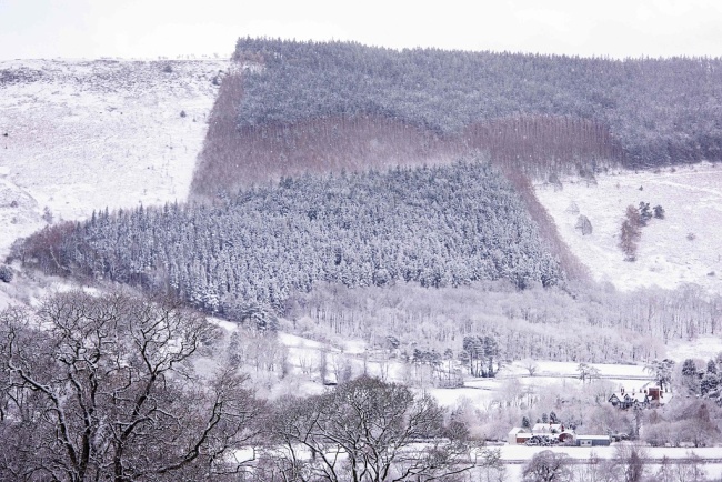 Snow covers a tree plantation in Llangollen, north Wales, on December 8, 2017, as Storm Caroline plunges temperatures across the UK. [Photo: VCG]