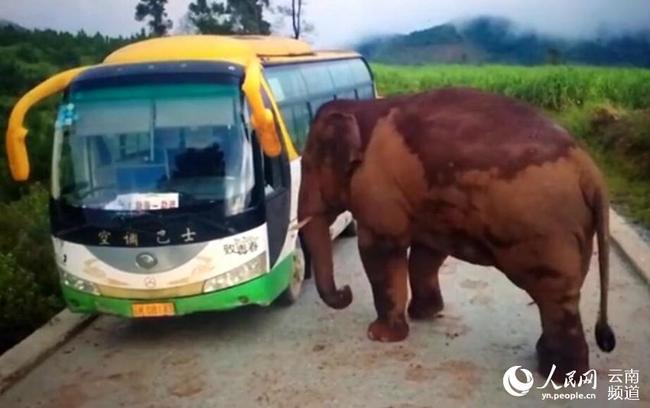 A video screen shows a wild elephant attacking several vehicles in Menghai county, Yunnan province on December 11, 2017. [Photo: yn.people.cn]