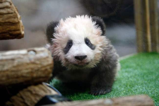 4-month-old male panda cub was born at the Beauval zoo and named Yuan Meng, which means "Fulfillment of a dream." [Photo: VCG]