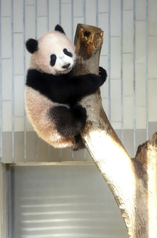 Baby panda Xiang Xiang, born from mother panda Shin Shin on June 12, 2017, plays in a tree during a press preview ahead of the public debut at Ueno Zoological Gardens in Tokyo, Japan Dec 18, 2017. [Photo: Xinhua Twitter]