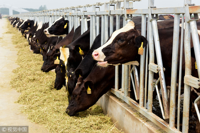 Cows in a dairy farm eat grass in Shijiazhuang, Hebei Province. [File Photo: VCG]