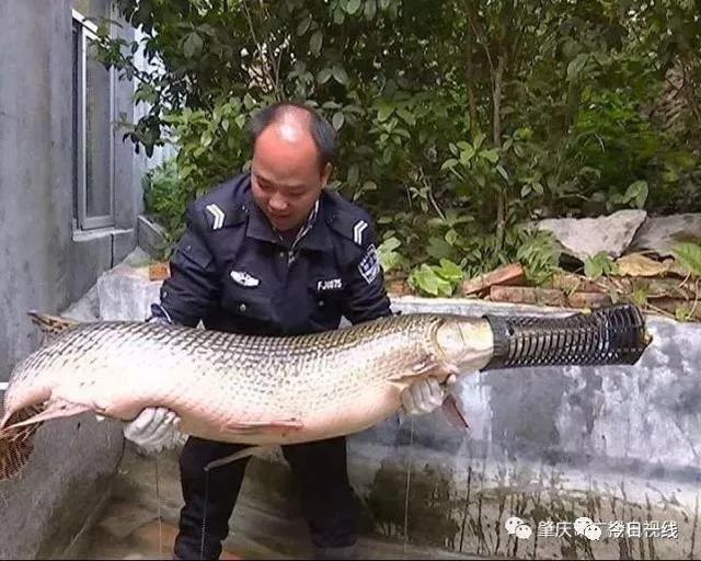 A policeman carries the 1.7-meter-long giant garfish in the city of Zhaoqing, Guangdong Province, on December 29, 2017. [Photo: WeChat]