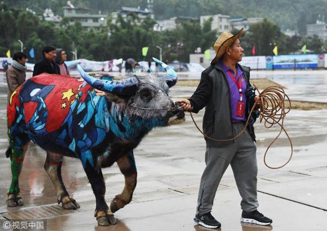 云南举办国际牛体彩绘大赛 China-Laos-Vietnam Bull Painting Festival launched in Yunnan
