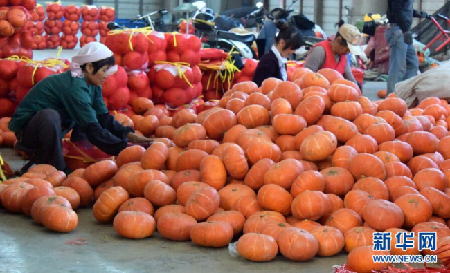 Pumpkins grown in Shouguang are distributed to the different parts of the country. [Photo: Xinhua]