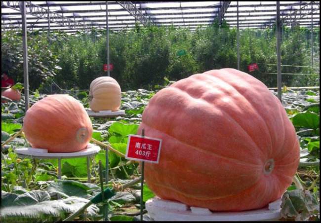 The huge sized pumpkin bred in Shouguang, Shandong Province [Photo: baidu.com]