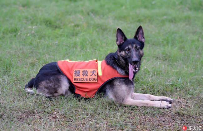 Rescue dog Missile is trained at the base in Chengdu on October 14, 2017. [Photo: IC]
