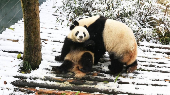 Giant pandas play in the snow - China Plus