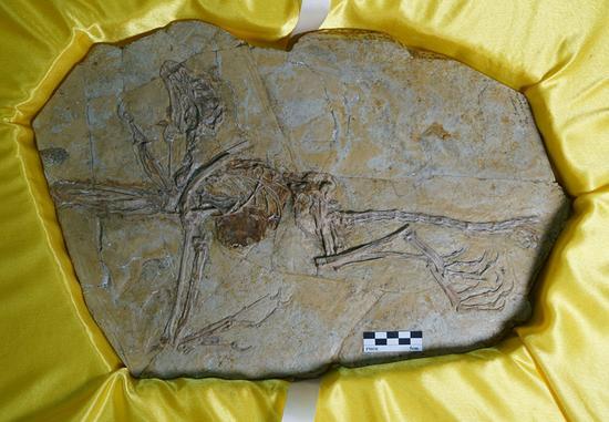 Fossil of Jeholornis Curvipes Lefevre. [Photo: Xinhua]