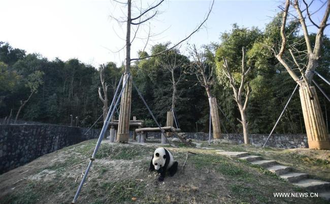 中国大熊猫启程赴芬兰 China's giant pandas leave for Finland