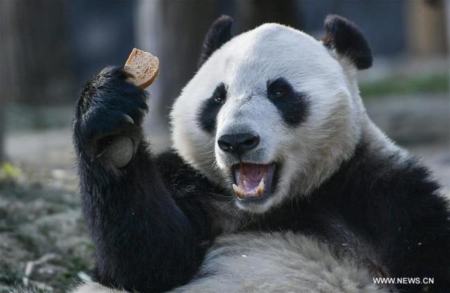 中国大熊猫启程赴芬兰 China's giant pandas leave for Finland